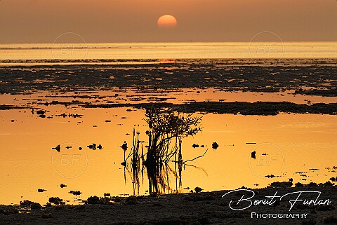 African coast