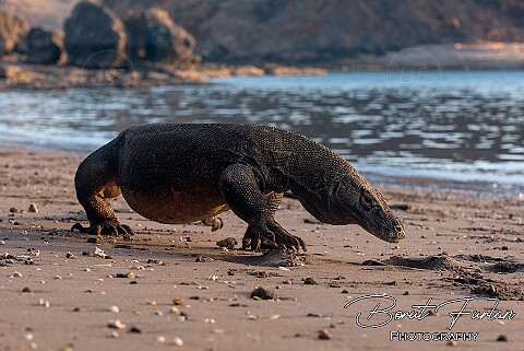 Komodo