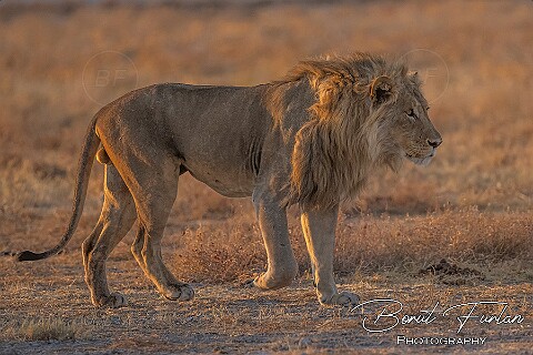 Etosha