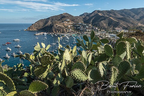 California (Santa Catalina)