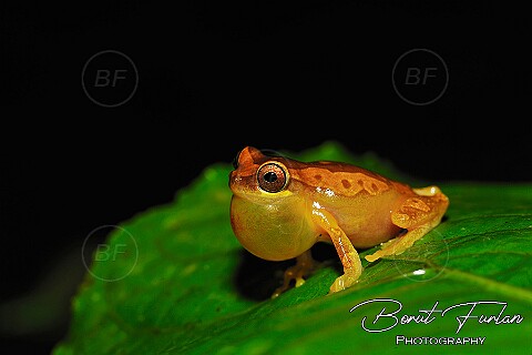 Costa Rica