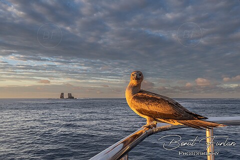 Ecuador (Galapagos islands)