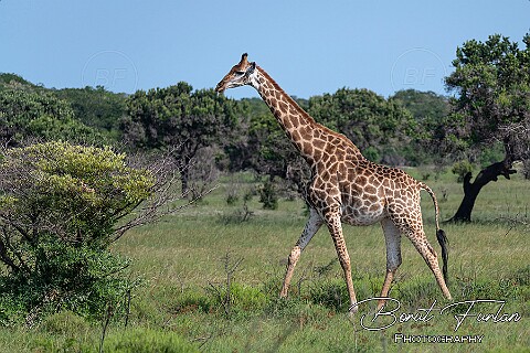 Mozambique
