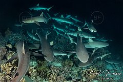 Fakarava, French Polynesia, July 2025