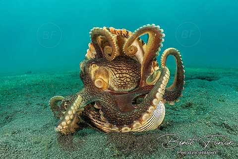 North Sulawesi (Bangka and Lembeh), September 2023