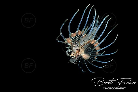 Bony Fishes