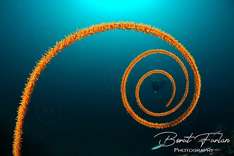 Cnidarians