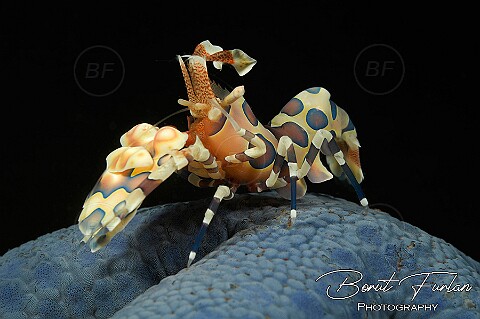Crustaceans
