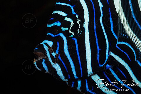 Fish Portraits