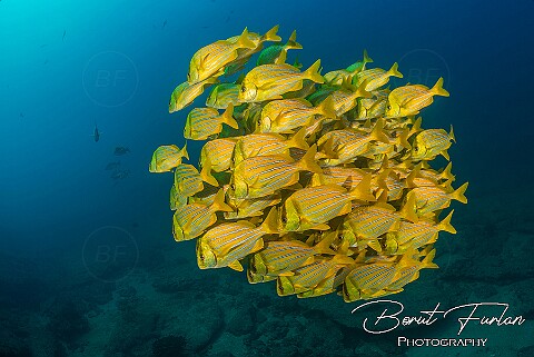 Fish Schools