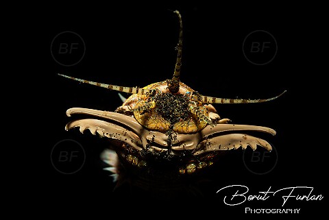 Other Invertebrates