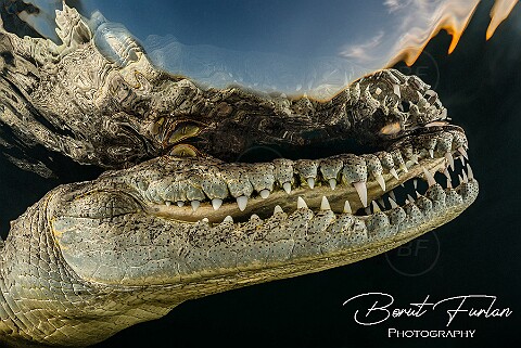 Reptiles