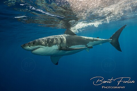 Sharks and Rays