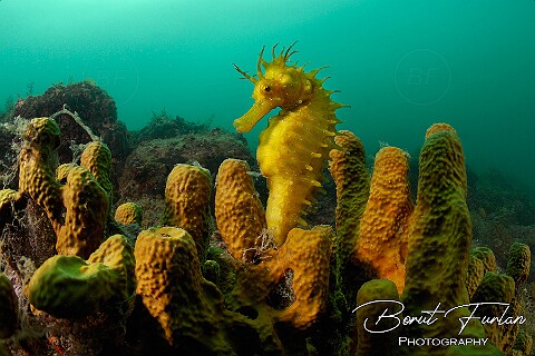 Slovenian sea